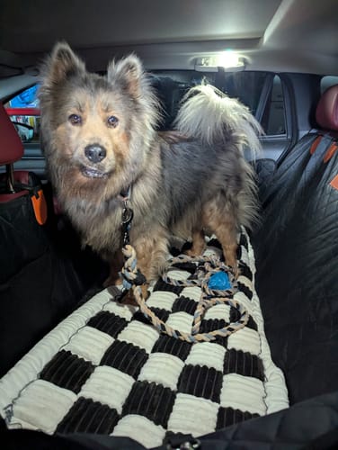 files/PetBloo_ComfyCushion_Luxe_Dog_Bed_rev_3.jpg